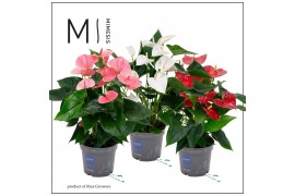 Anthurium andr. mix Mimesis Anthurium KARMA Grandiflora mix6 bl. 2 pp