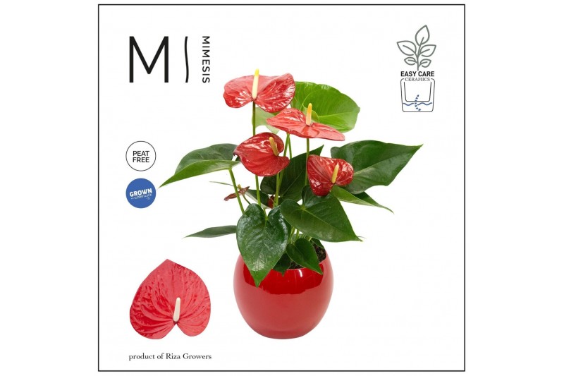 Anthurium andr. karma red Mimesis Anthurium KARMA Red XXL - Lisa Red5  Anthurium andr. karma red Mimesis Anthurium KARMA Red XXL - Lisa Red5