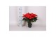 Euphorbia pul. freya Poinsettia Freya Red 13cm 4 bloem4 bl. 