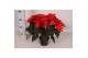 Euphorbia pul. freya Poinsettia Freya Red 13cm 4 bloem4 bl. 