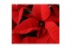 Euphorbia pul. freya Poinsettia Freya Red 13cm 4 bloem4 bl. 