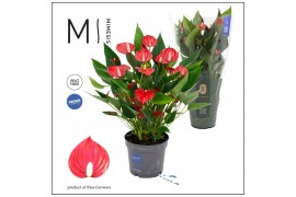 Anthurium andr. million flowers red Mimesis Anthurium KARMA Million 10