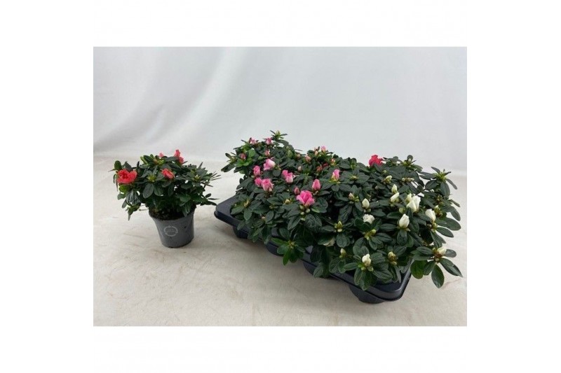 Rhododendron hellmut vogel Mix 