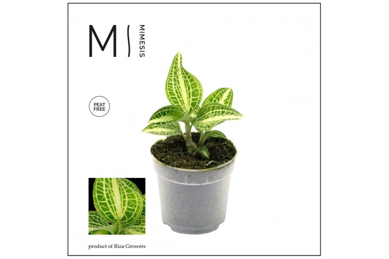 Macodes petola Mimesis Jewel Orchid KARMA Anoectochilus Sapphire - 7cm 