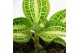 Macodes petola Mimesis Jewel Orchid KARMA Anoectochilus Sapphire - 7cm 