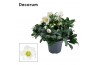 Helleborus niger mon blanc Helleborusn. Mont Blanc 17cm (Xl) Decorum 1