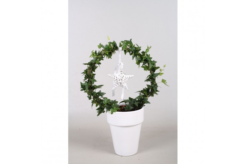 Hedera helix groen Hedera boog+ster in keramiek40 - 44  cm 9 pp Hedera helix groen Hedera boog+ster in keramiek40 - 44  cm 9 pp