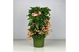 Ardisia crenata bos premium salmon Ardisia crenata Bospremium Salmon