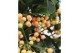Ardisia crenata bos premium salmon Ardisia crenata Bospremium Salmon 