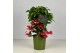 Ardisia crenata bos premium Ardisia crenata Bospremium Red 