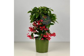 Ardisia crenata bos premium Ardisia crenata Bospremium Red