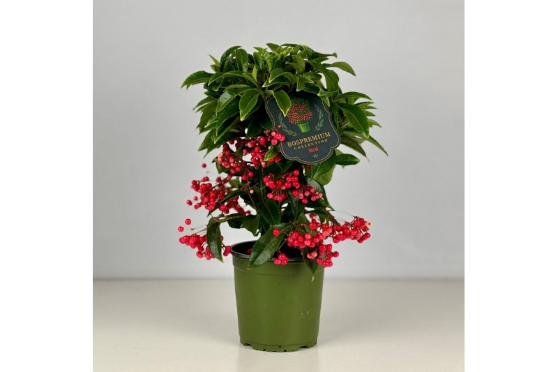 Ardisia crenata bos premium Ardisia crenata Bospremium Red 
