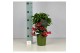 Ardisia crenata bos premium Ardisia crenata Bospremium Red 