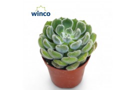 Echeveria setosa Echeveria Green Velvet1 bl.
