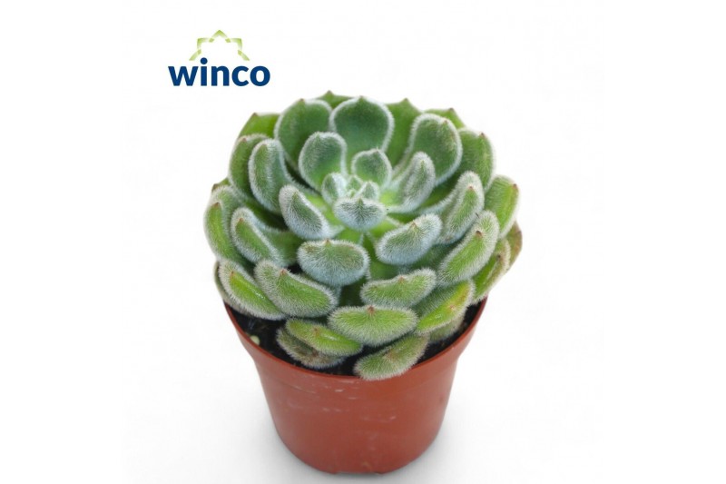 Echeveria setosa Echeveria Green Velvet1 bl. 