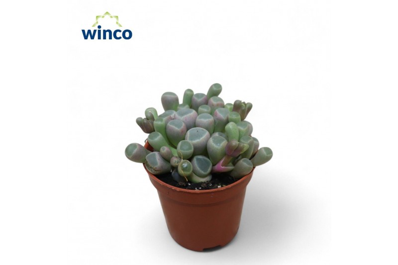 Succulenten Fenestraria Aurantiaca 