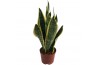 Sansevieria trifasciata futura superba Sansevieria Superba 3pp