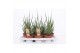 Sansevieria cylindrica Sansevieria Torch1 pp 