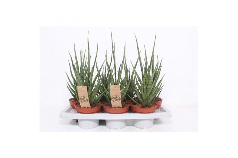 Sansevieria cylindrica Sansevieria Torch1 pp 