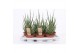 Sansevieria cylindrica Sansevieria Torch1 pp 