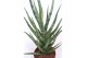 Sansevieria cylindrica Sansevieria Torch1 pp 