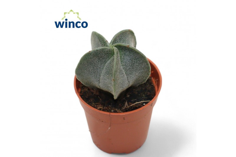 Astrophytum myriostigma 