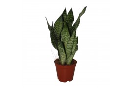 Sansevieria zeylanica