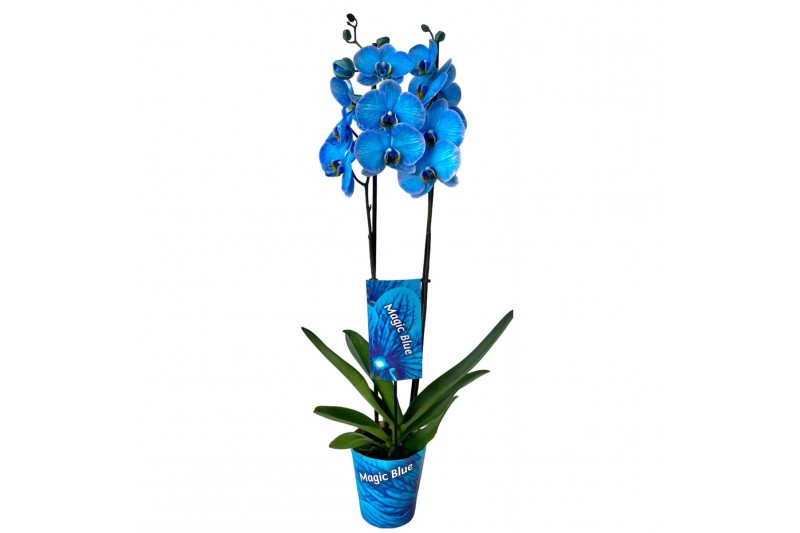 Phalaenopsis magic blue Magic Blue 2 takbl.  tak/plnt 
