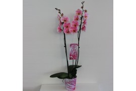 Phalaenopsis Wonder Pink 2 tak18 bl. 2 tak/plnt