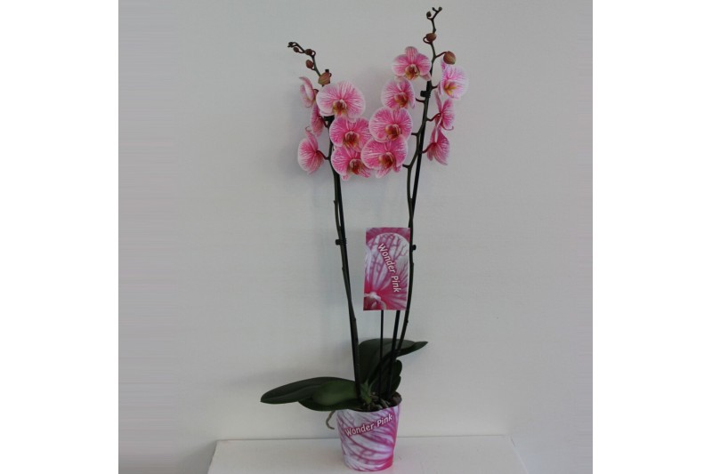 Phalaenopsis Wonder Pink 2 tak18 bl. 2 tak/plnt 