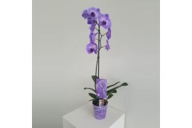 Phalaenopsis Wonder Purple 1 tak9 bl. 1 tak/plnt