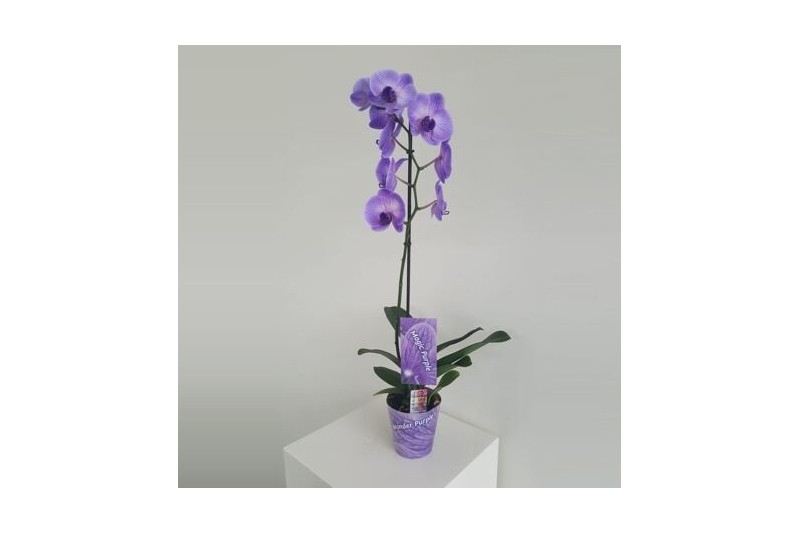 Phalaenopsis Wonder Purple 1 tak9 bl. 1 tak/plnt 