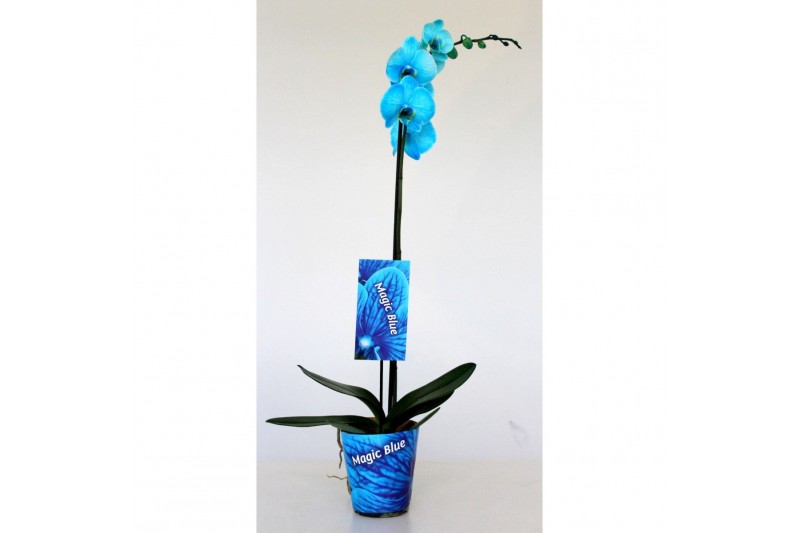 Phalaenopsis Wonder Light Blue 1 tak9 bl. 1 tak/plnt 