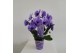 Phalaenopsis Wonder Spiegelboog Purple18 bl. 2 tak/plnt 