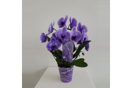 Phalaenopsis Wonder Spiegelboog Purple18 bl. 2 tak/plnt