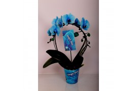 Phalaenopsis Magic Spiegelboog Blue18 bl. 2 tak/plnt