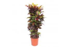 Codiaeum variegatum Codiaeum Freckles (Croton Freckles)1 pp