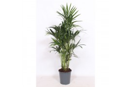 Howea forsteriana Howea forsteriana 10 per pot10 pp