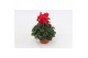Cyclamen pers. midi super serie allure Cyclaam Midi Red22 cm diameter  