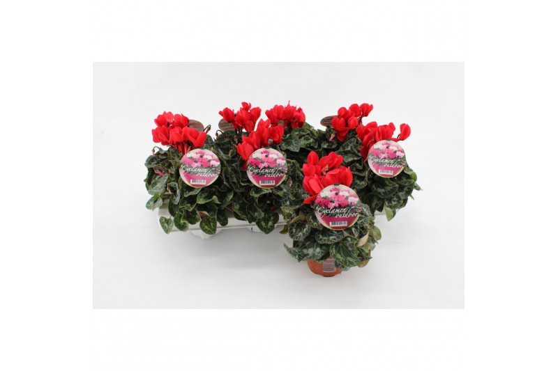 Cyclamen pers. midi garden Cyclaam Garden Red Green Leaf22 cm diameter 