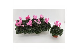 Cyclamen pers. midi super serie allure Cyclaam Midi Pink Flamed22 cm d