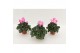 Cyclamen pers. midi super serie allure Cyclaam Midi Pink Flamed22 cm d 