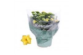 Kalanchoe rosalina don amarillo Kalanchoe Rosalina 15cm Don Amarillo g