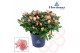 Rhododendron simsii hortinno christine matton Hortinno® Home Christine 