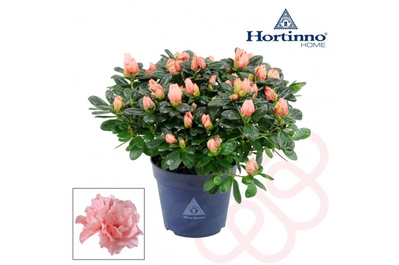 Rhododendron simsii hortinno christine matton Hortinno® Home Christine 