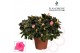 Rhododendron simsii roze Azalea Flandresse® roze 30 - 32 cmcm diameter 