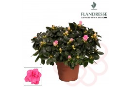 Rhododendron simsii roze Azalea Flandresse® roze 30 - 32 cmcm diameter