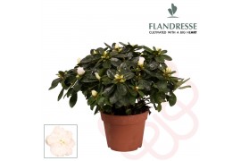 Rhododendron simsii wit Azalea Flandresse® wit 30 - 32 cmcm diameter  
