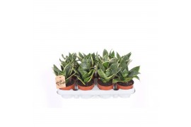 Sansevieria trifasciata golden hahnii Sansevieria Golden Edge Hahnii