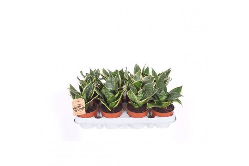 Sansevieria trifasciata golden hahnii Sansevieria Golden Edge Hahnii Sansevieria trifasciata golden hahnii Sansevieria Golden Edge Hahnii